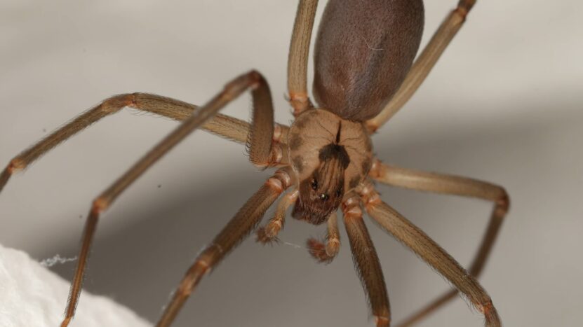 Brown Recluse Spider