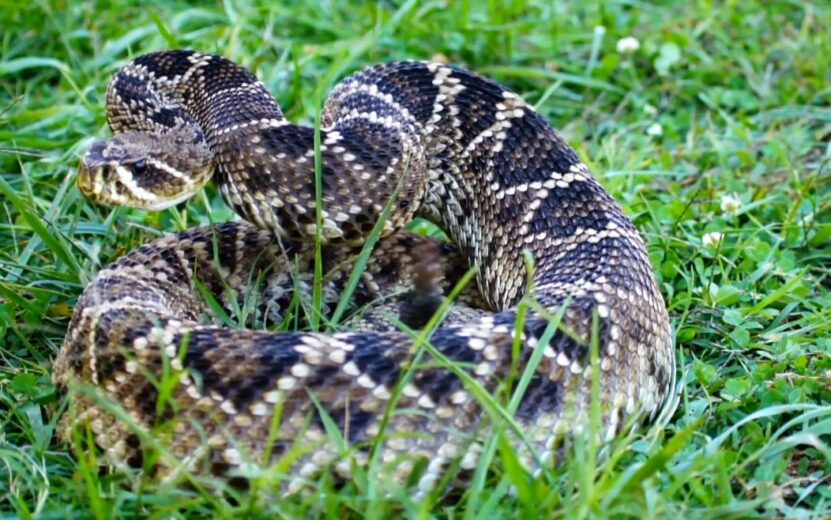 Eastern Massasauga Rattlesnake