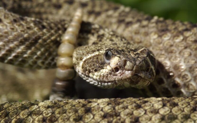 Timber Rattlesnake