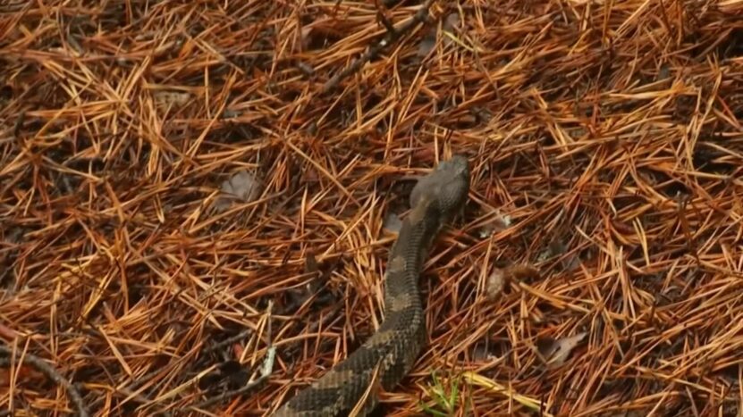 Timber Rattlesnakes