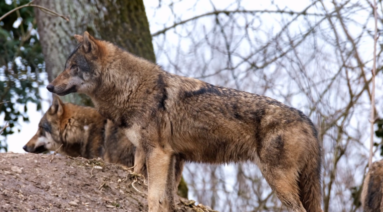 koyote