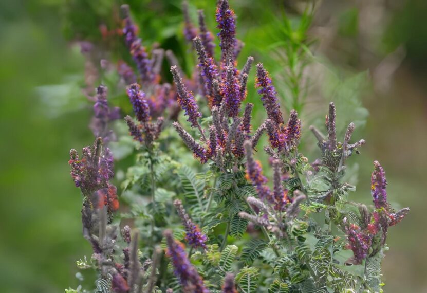 Amorpha canescens Lead Plant