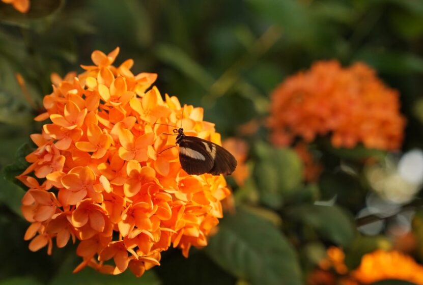 Butterfly Weed