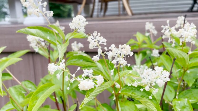 Ceanothus americanus