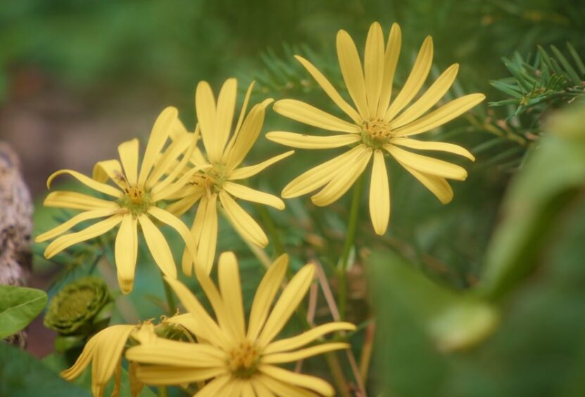 Compass Plant