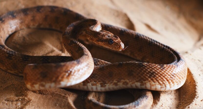 Copperhead