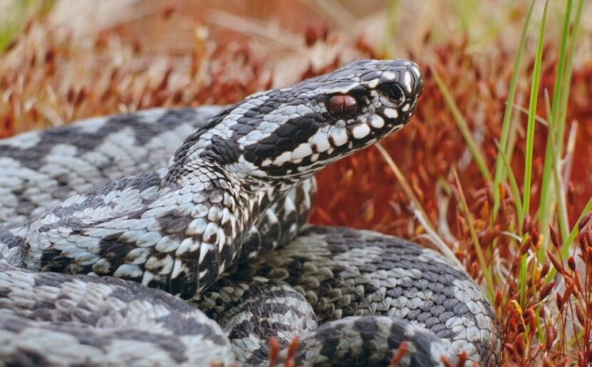 Eastern Massasauga Rattlesnake