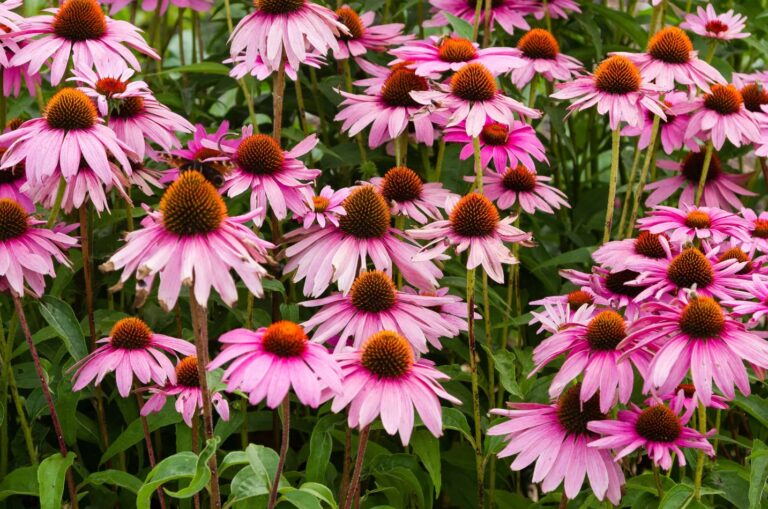 Illinois Native Plants for Landscaping