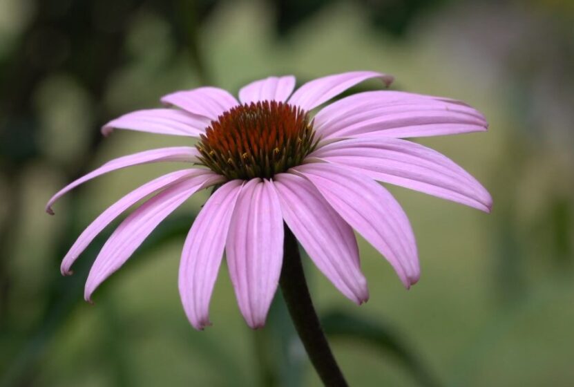 Purple Coneflower