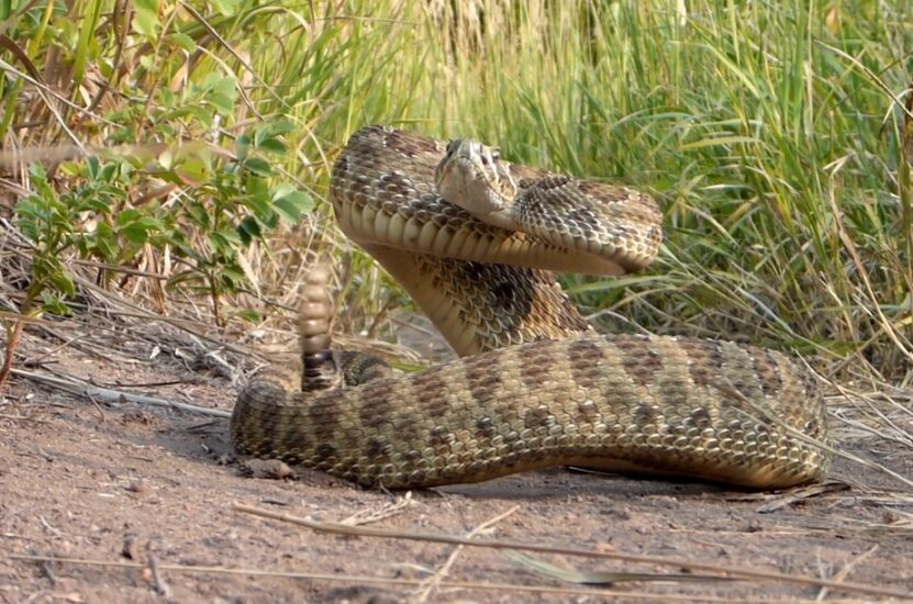 Timber Rattlesnake