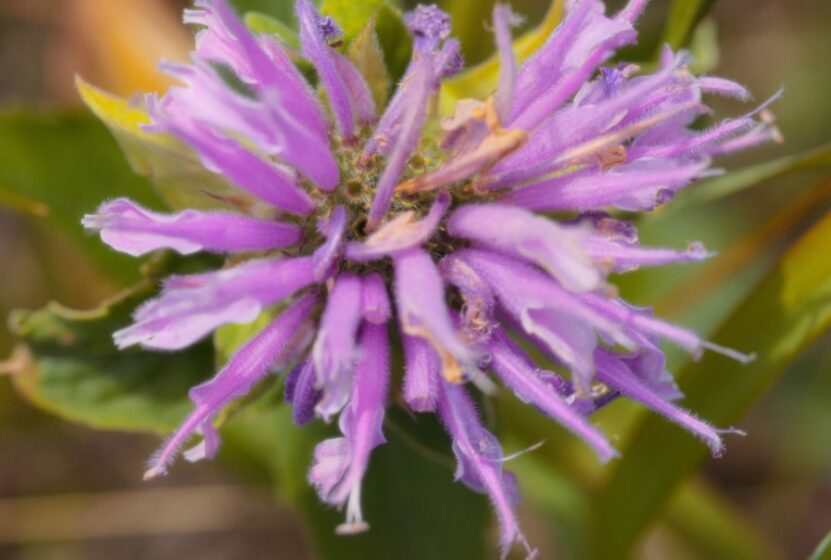 Wild Bergamot