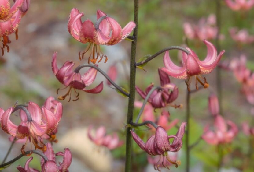 Wild Columbine